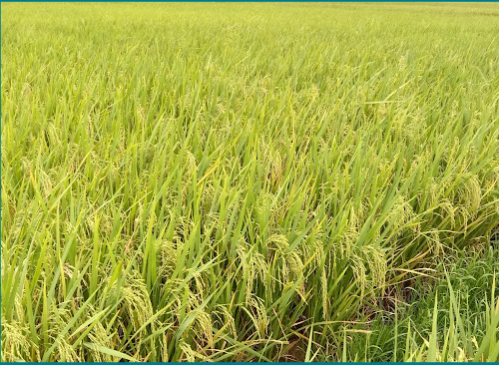 di gampong baro ujong rimba, sawah menjadi pemandangan yang cukup iconic, rimbun dan segar.